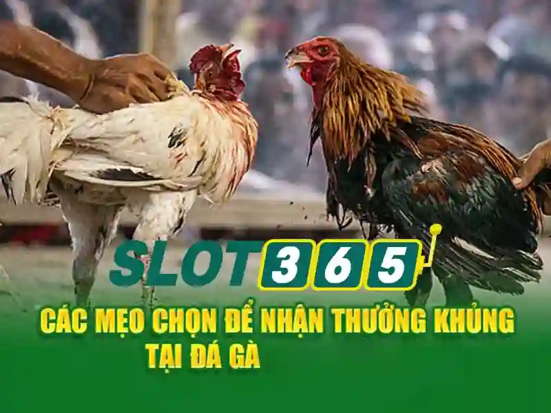 Sản phẩm và dịch vụ cốt lõi: Ứng dụng thực tế của phiên bản mới Slot365