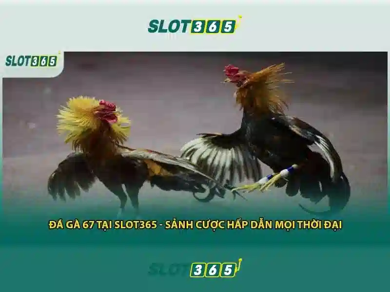 Đánh giá từ người chơi