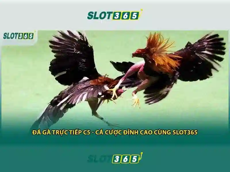 Slot365 là gì?