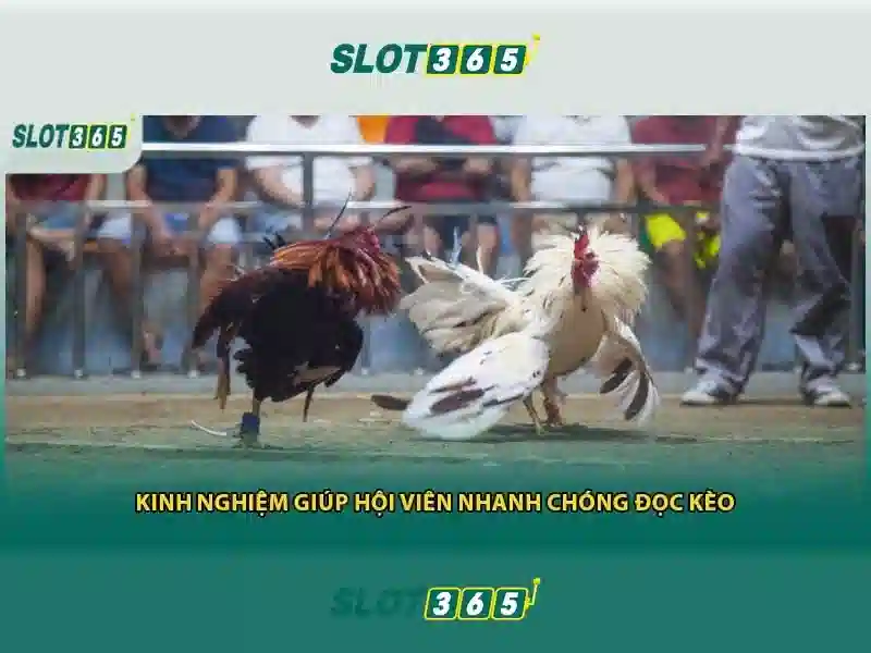 Cản phẩm và dịch vụ cốt lõi: áp dụng thực tế của review Slot365