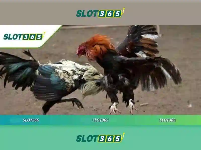 Slot365 - Trải nghiệm casino trực tuyến đỉnh cao
